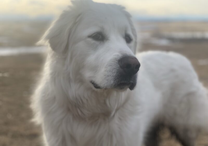 Rose: Great Pyrenees, Livestock Gaurdian Dog (LGD)