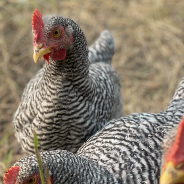 Barred Plymouth Rock Chickens