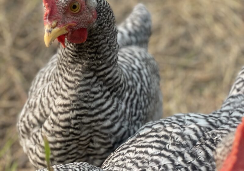 Barred Plymouth Rock Chickens